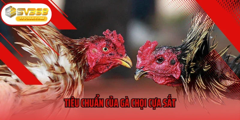 Tiêu chuẩn của gà chọi cựa sắt
